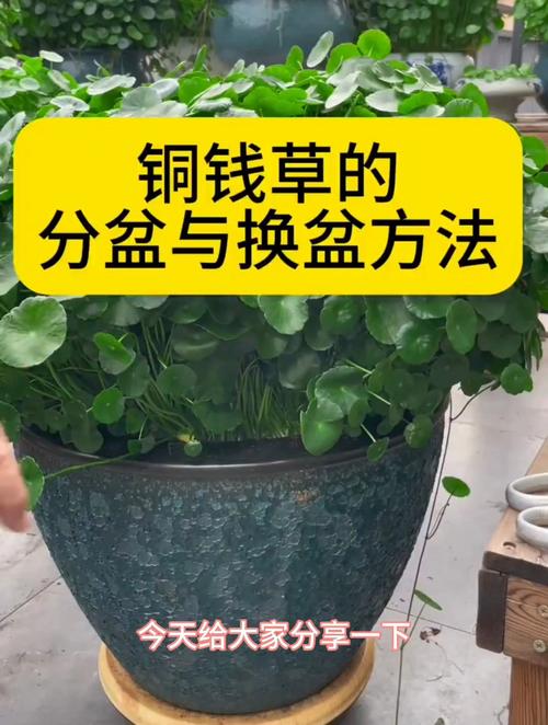 铜钱草怎么分盆(铜钱草怎么分盆儿)-第1张图片-花花知道网 铜钱草怎么分盆(铜钱草怎么分盆儿)-第1张图片-花花知道网