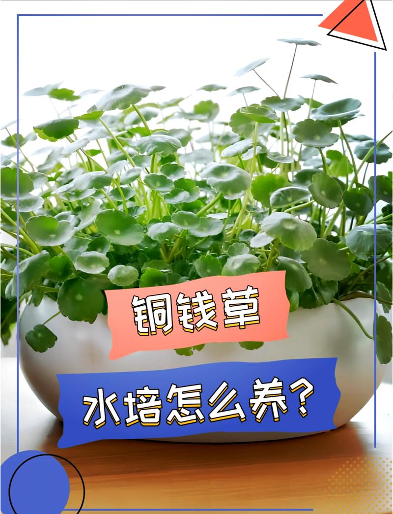 铜钱草怎么分盆(铜钱草怎么分盆儿)-第6张图片-花花知道网 铜钱草怎么分盆(铜钱草怎么分盆儿)-第6张图片-花花知道网