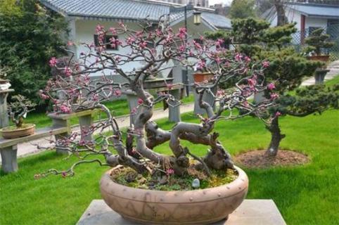 紫荆的冬天养殖禁忌(紫荆的冬天养殖禁忌图片)-第2张图片-花花知道网 紫荆的冬天养殖禁忌(紫荆的冬天养殖禁忌图片)-第2张图片-花花知道网