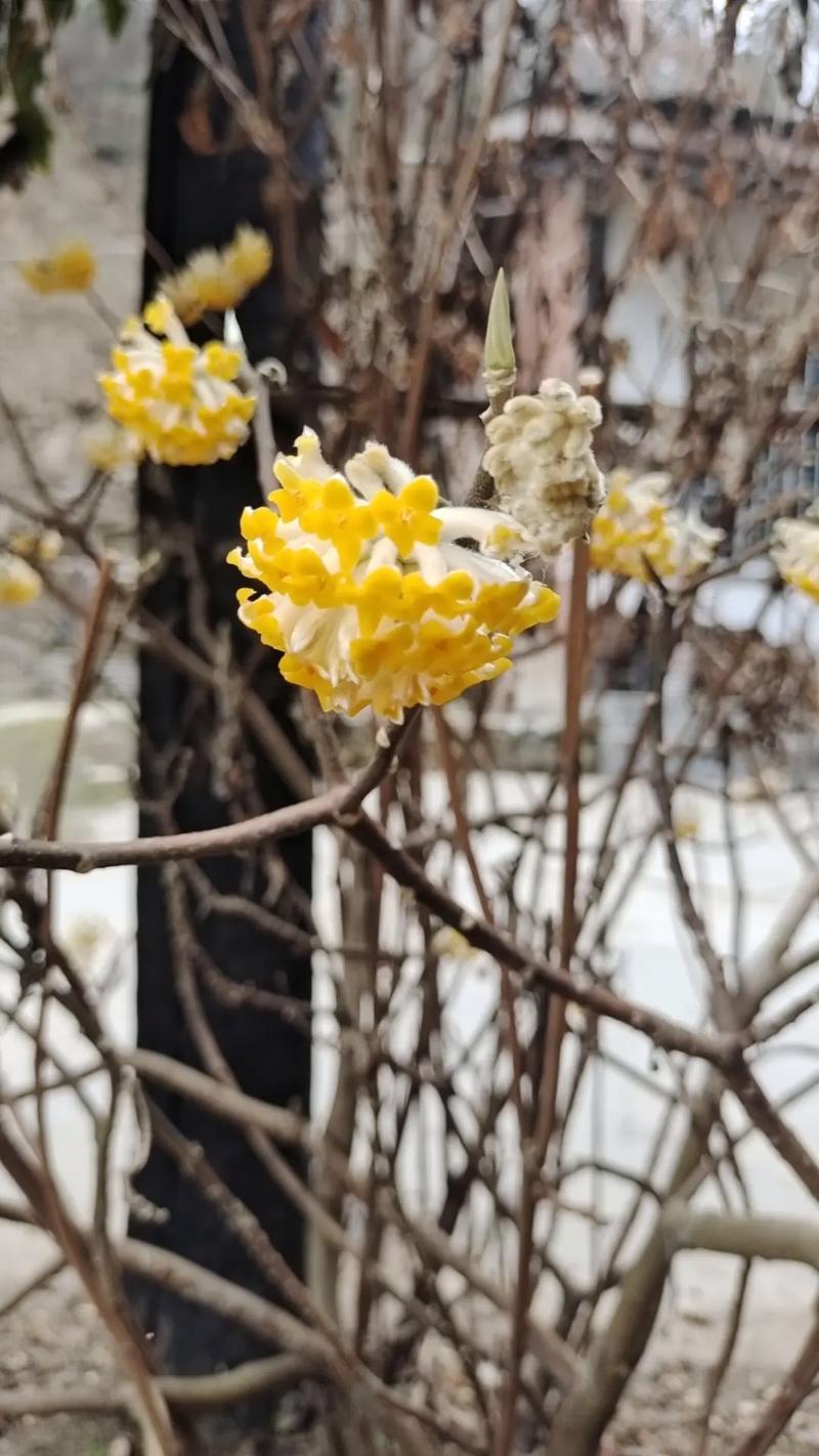紫荆的冬天养殖禁忌(紫荆的冬天养殖禁忌图片)-第6张图片-花花知道网 紫荆的冬天养殖禁忌(紫荆的冬天养殖禁忌图片)-第6张图片-花花知道网