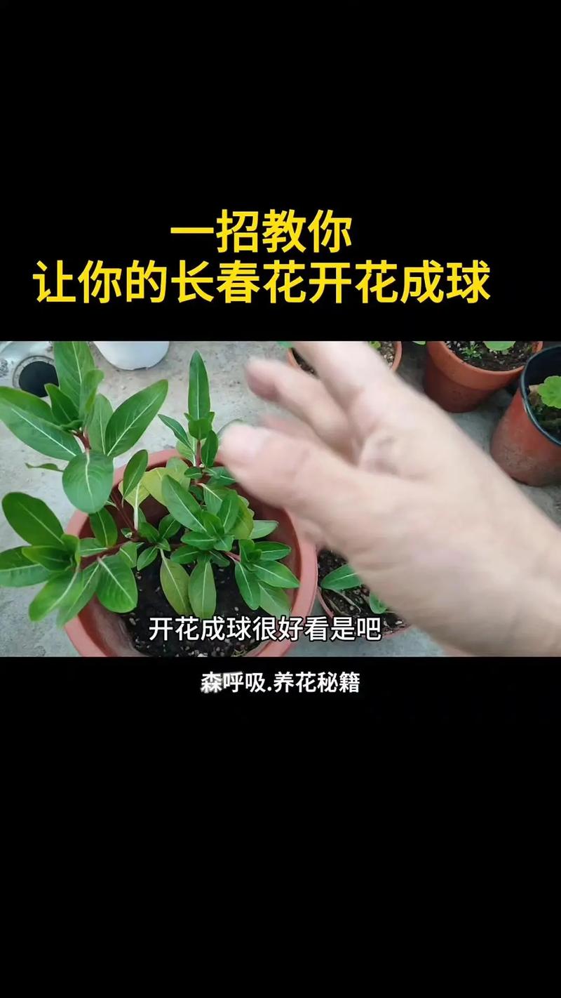 四季梅怎样修剪(四季梅剪枝可以从新长出来吗)-第3张图片-花花知道网 四季梅怎样修剪(四季梅剪枝可以从新长出来吗)-第3张图片-花花知道网