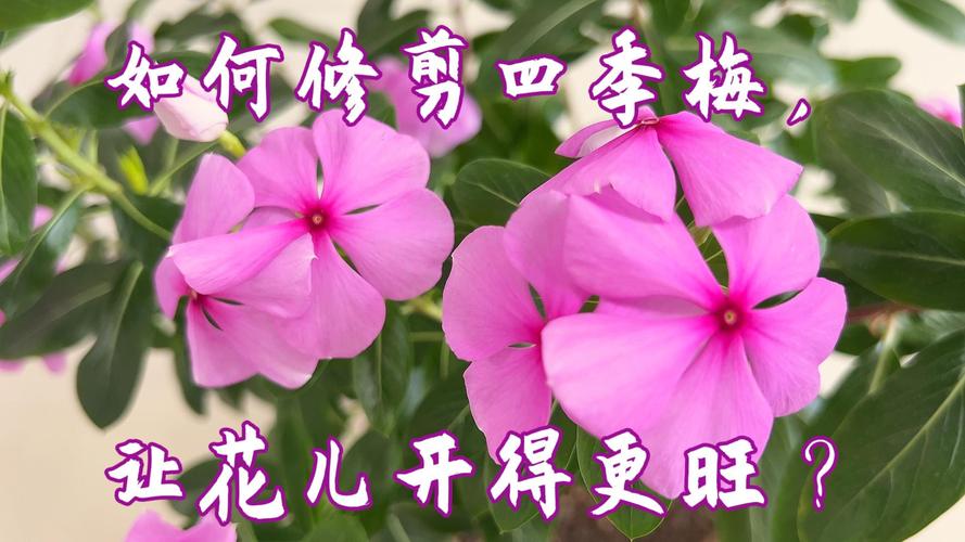 四季梅怎样修剪(四季梅剪枝可以从新长出来吗)-第6张图片-花花知道网 四季梅怎样修剪(四季梅剪枝可以从新长出来吗)-第6张图片-花花知道网
