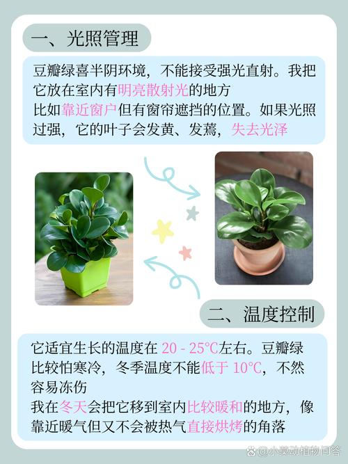 豆瓣绿夏天怎么养(豆瓣绿夏天怎么养护)-第1张图片-花花知道网 豆瓣绿夏天怎么养(豆瓣绿夏天怎么养护)-第1张图片-花花知道网