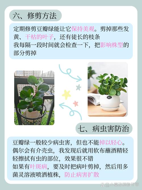 豆瓣绿夏天怎么养(豆瓣绿夏天怎么养护)-第2张图片-花花知道网 豆瓣绿夏天怎么养(豆瓣绿夏天怎么养护)-第2张图片-花花知道网