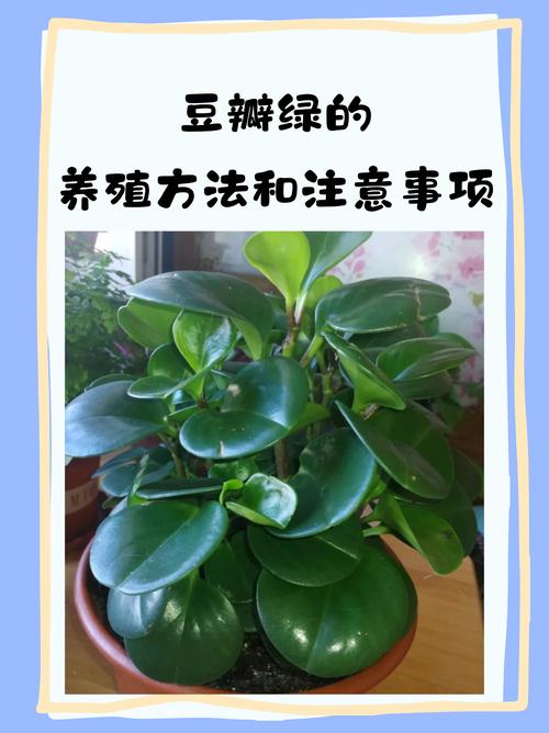 豆瓣绿夏天怎么养(豆瓣绿夏天怎么养护)-第5张图片-花花知道网 豆瓣绿夏天怎么养(豆瓣绿夏天怎么养护)-第5张图片-花花知道网