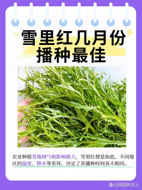 雪里红什么时候种(雪里红什么季节种比较好)-第3张图片-花花知道网 雪里红什么时候种(雪里红什么季节种比较好)-第3张图片-花花知道网