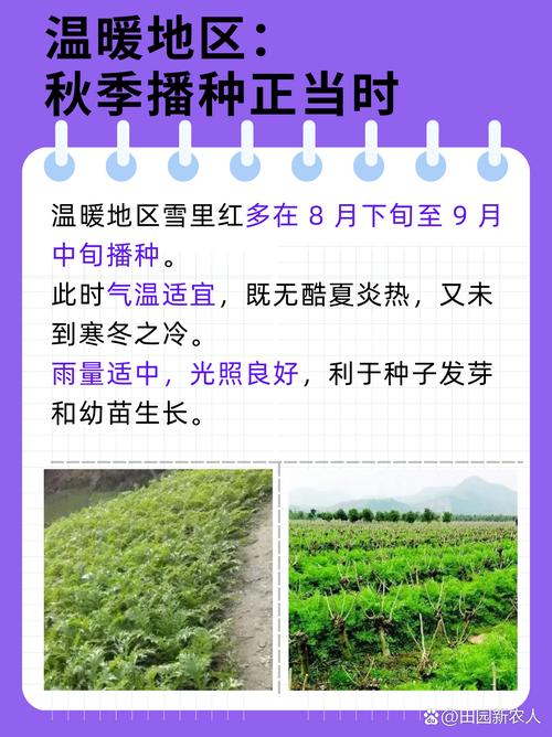 雪里红什么时候种(雪里红什么季节种比较好)-第4张图片-花花知道网 雪里红什么时候种(雪里红什么季节种比较好)-第4张图片-花花知道网
