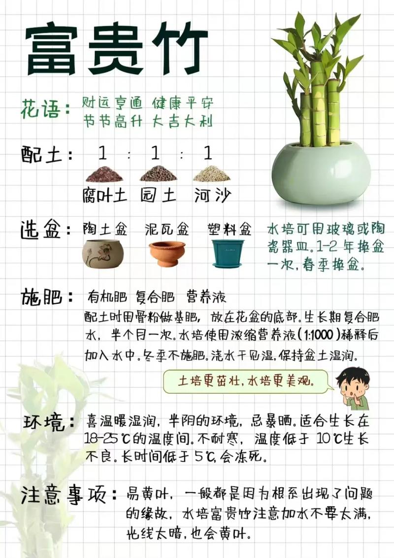 富贵竹可以土养吗(富贵竹放家里什么位置合适)-第2张图片-花花知道网 富贵竹可以土养吗(富贵竹放家里什么位置合适)-第2张图片-花花知道网