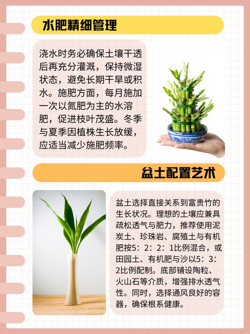 富贵竹可以土养吗(富贵竹放家里什么位置合适)-第4张图片-花花知道网 富贵竹可以土养吗(富贵竹放家里什么位置合适)-第4张图片-花花知道网
