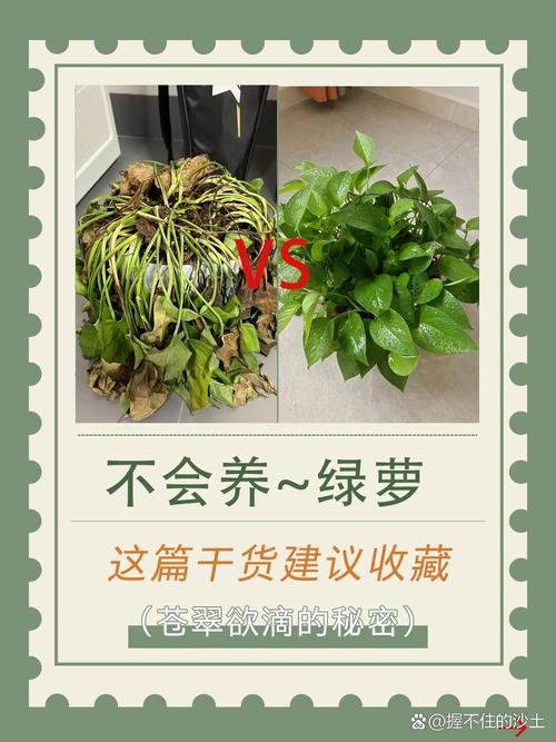 绿萝秋天怎么养(绿萝秋天怎么养护)-第1张图片-花花知道网 绿萝秋天怎么养(绿萝秋天怎么养护)-第1张图片-花花知道网