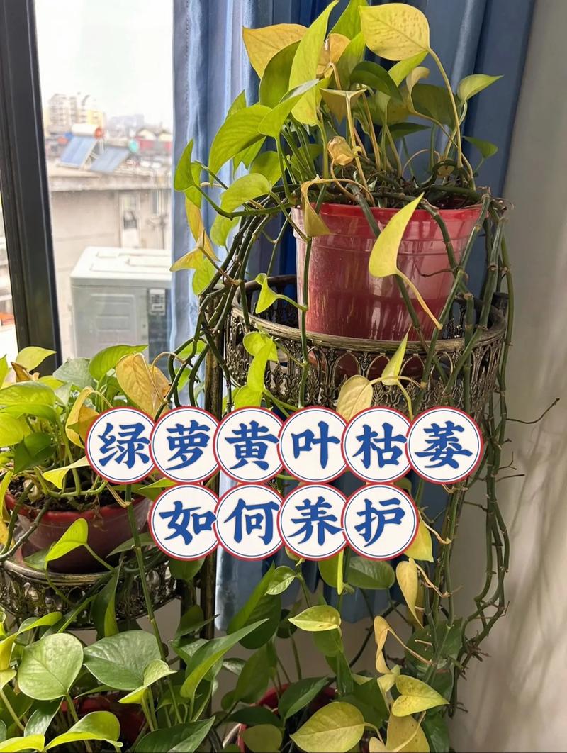 绿萝秋天怎么养(绿萝秋天怎么养护)-第2张图片-花花知道网 绿萝秋天怎么养(绿萝秋天怎么养护)-第2张图片-花花知道网