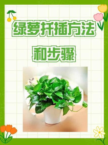 绿萝秋天怎么养(绿萝秋天怎么养护)-第4张图片-花花知道网 绿萝秋天怎么养(绿萝秋天怎么养护)-第4张图片-花花知道网