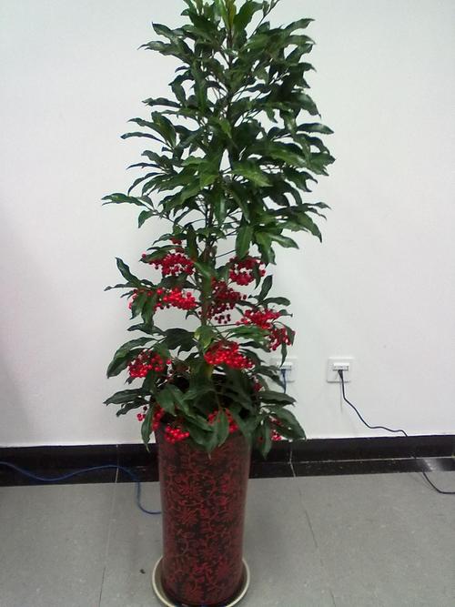 朱砂根种子怎么种(朱砂根种子种植几年开花)-第1张图片-花花知道网 朱砂根种子怎么种(朱砂根种子种植几年开花)-第1张图片-花花知道网