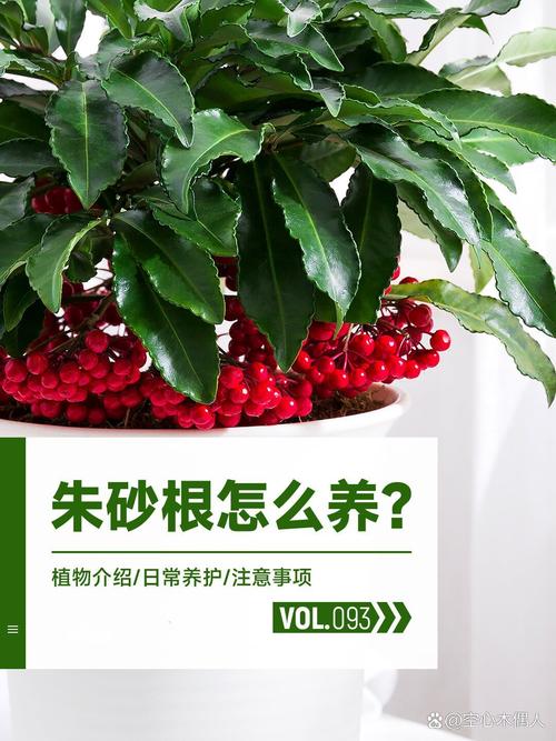朱砂根种子怎么种(朱砂根种子种植几年开花)-第2张图片-花花知道网 朱砂根种子怎么种(朱砂根种子种植几年开花)-第2张图片-花花知道网