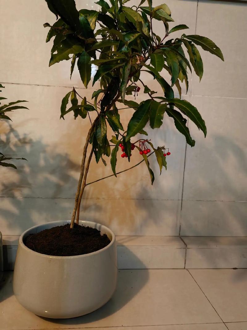 朱砂根种子怎么种(朱砂根种子种植几年开花)-第4张图片-花花知道网 朱砂根种子怎么种(朱砂根种子种植几年开花)-第4张图片-花花知道网