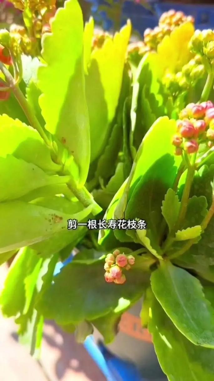 长寿花用什么水浇比较好(长寿花浇什么水比较好)-第1张图片-花花知道网 长寿花用什么水浇比较好(长寿花浇什么水比较好)-第1张图片-花花知道网