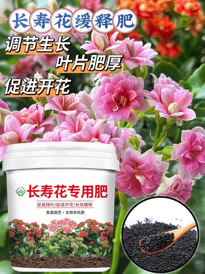 长寿花用什么水浇比较好(长寿花浇什么水比较好)-第2张图片-花花知道网 长寿花用什么水浇比较好(长寿花浇什么水比较好)-第2张图片-花花知道网