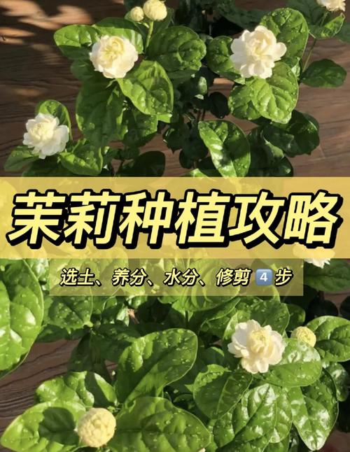 虎头茉莉冬天怎么养(虎头茉莉冬季过冬及修剪)-第1张图片-花花知道网 虎头茉莉冬天怎么养(虎头茉莉冬季过冬及修剪)-第1张图片-花花知道网