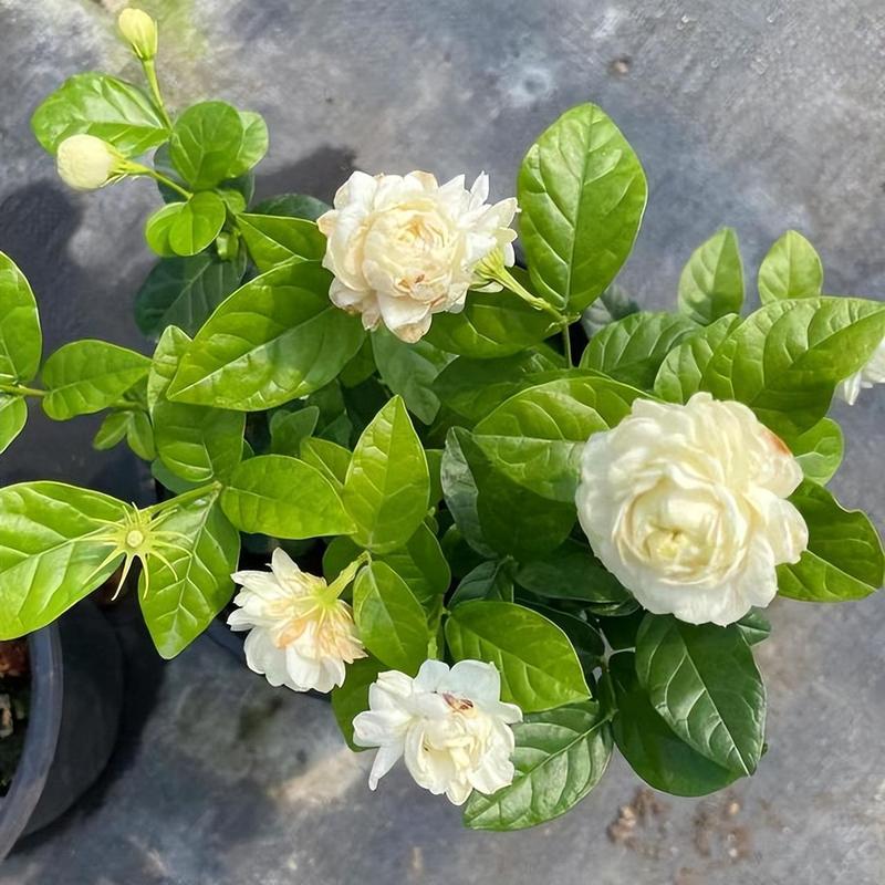 虎头茉莉冬天怎么养(虎头茉莉冬季过冬及修剪)-第2张图片-花花知道网 虎头茉莉冬天怎么养(虎头茉莉冬季过冬及修剪)-第2张图片-花花知道网