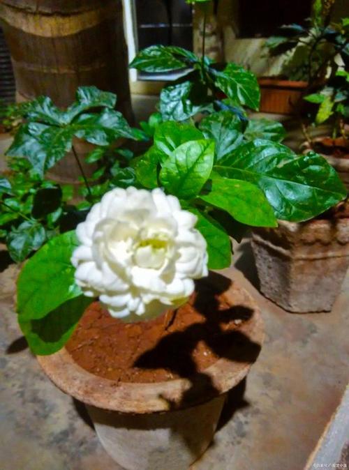 虎头茉莉冬天怎么养(虎头茉莉冬季过冬及修剪)-第4张图片-花花知道网 虎头茉莉冬天怎么养(虎头茉莉冬季过冬及修剪)-第4张图片-花花知道网