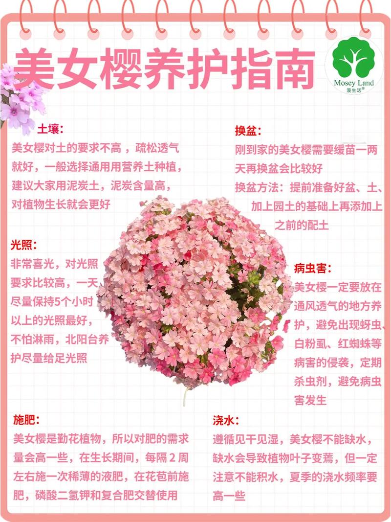 如何用种子种植美女樱(怎么种美女樱花)-第3张图片-花花知道网 如何用种子种植美女樱(怎么种美女樱花)-第3张图片-花花知道网