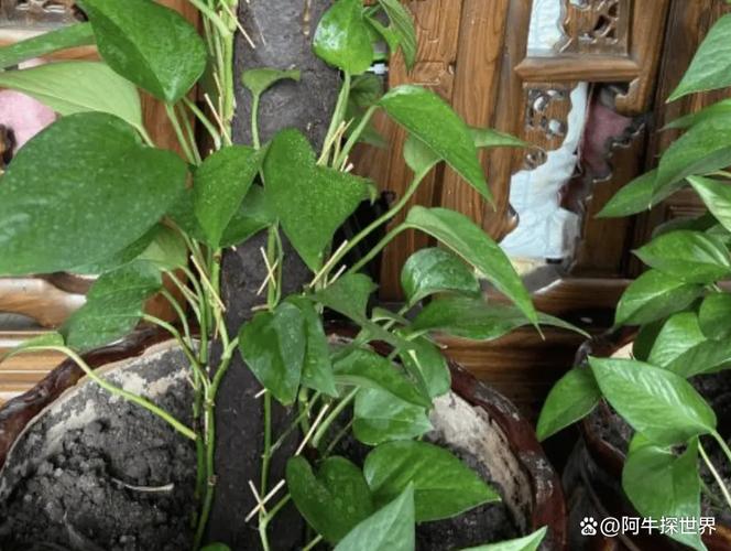 “瓜子壳”抓一把扔土里(瓜子壳养花怎么处理)-第4张图片-花花知道网 “瓜子壳”抓一把扔土里(瓜子壳养花怎么处理)-第4张图片-花花知道网