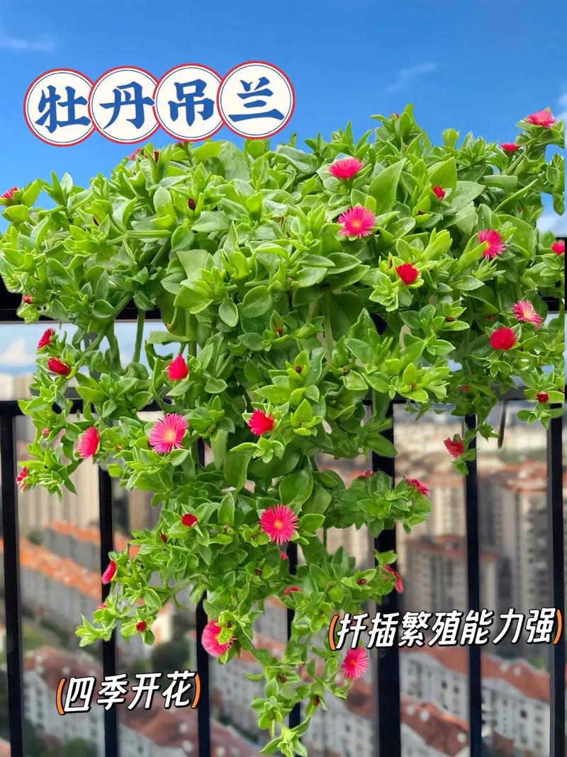 牡丹吊兰枝条插多深(牡丹吊兰插上几天能活)-第3张图片-花花知道网 牡丹吊兰枝条插多深(牡丹吊兰插上几天能活)-第3张图片-花花知道网