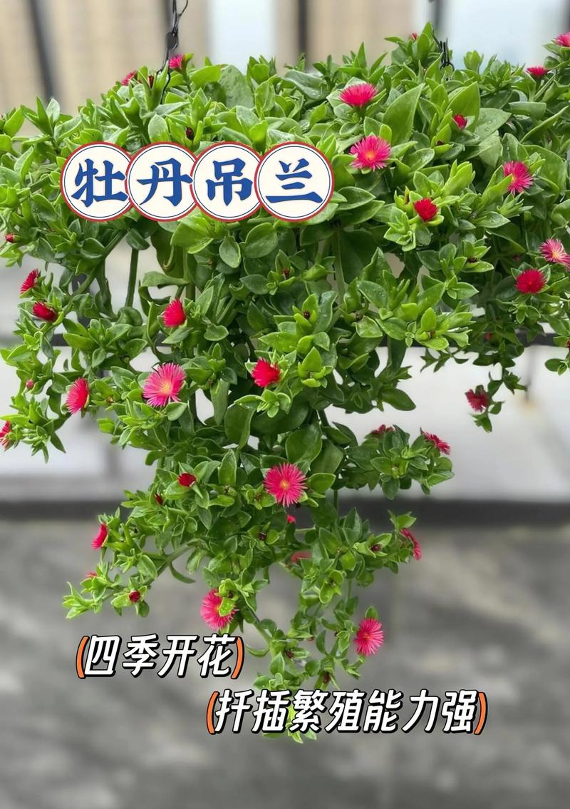 牡丹吊兰枝条插多深(牡丹吊兰插上几天能活)-第4张图片-花花知道网 牡丹吊兰枝条插多深(牡丹吊兰插上几天能活)-第4张图片-花花知道网
