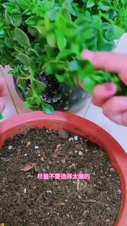 牡丹吊兰枝条插多深(牡丹吊兰插上几天能活)-第5张图片-花花知道网 牡丹吊兰枝条插多深(牡丹吊兰插上几天能活)-第5张图片-花花知道网