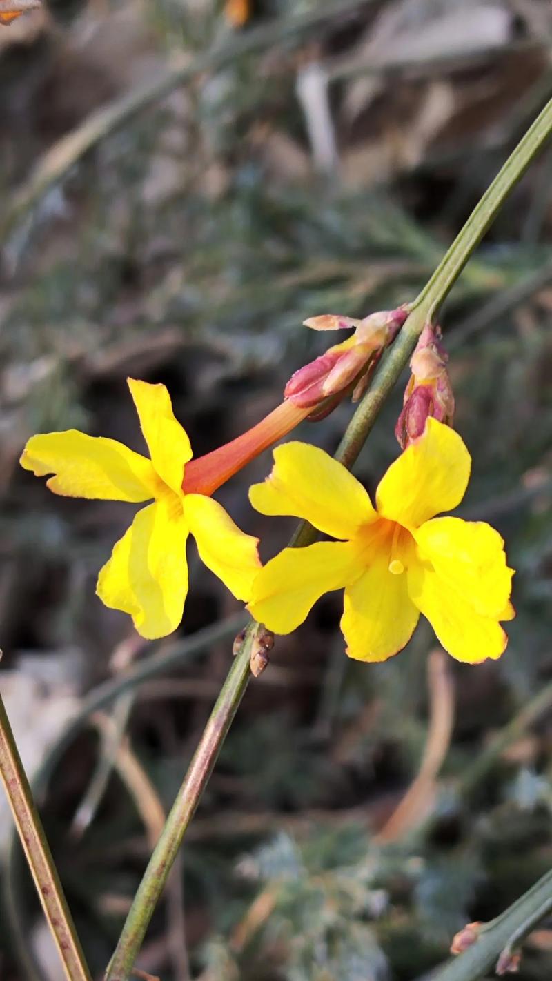 如何延长迎春花花期(迎春花怎样催花)-第3张图片-花花知道网 如何延长迎春花花期(迎春花怎样催花)-第3张图片-花花知道网