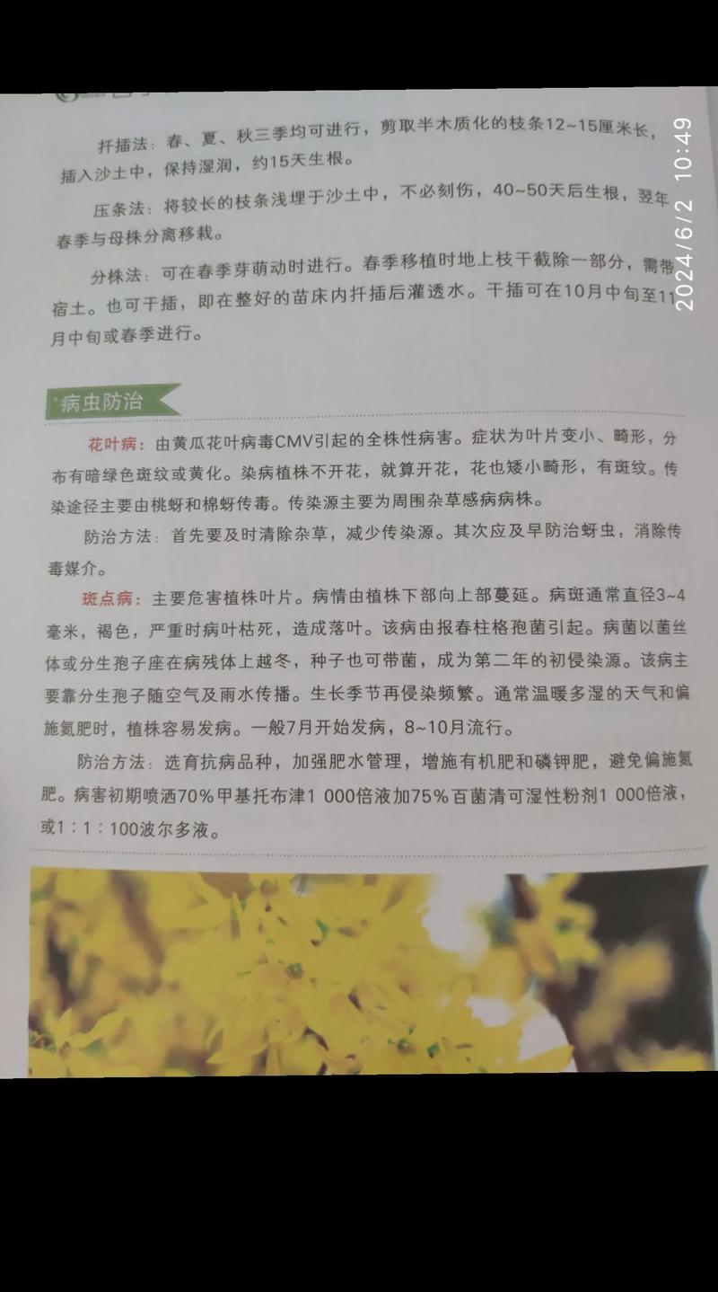 如何延长迎春花花期(迎春花怎样催花)-第4张图片-花花知道网 如何延长迎春花花期(迎春花怎样催花)-第4张图片-花花知道网