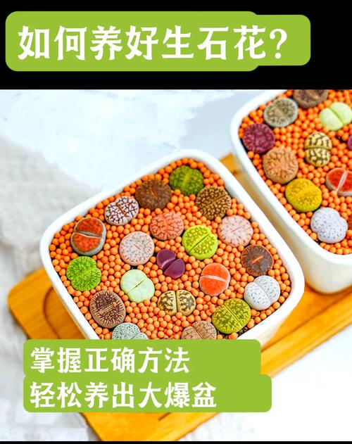 生石花多久浇一次水(生石花多久浇一次水比较好)-第2张图片-花花知道网 生石花多久浇一次水(生石花多久浇一次水比较好)-第2张图片-花花知道网