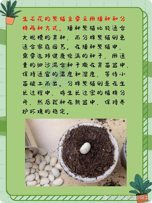 生石花多久浇一次水(生石花多久浇一次水比较好)-第3张图片-花花知道网 生石花多久浇一次水(生石花多久浇一次水比较好)-第3张图片-花花知道网