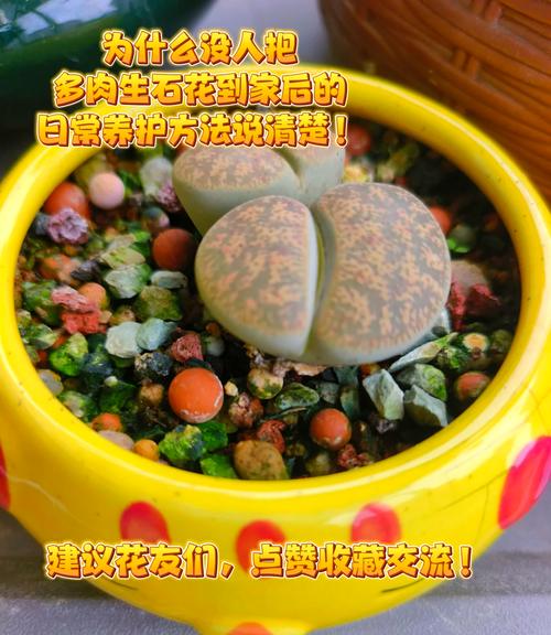 生石花多久浇一次水(生石花多久浇一次水比较好)-第5张图片-花花知道网 生石花多久浇一次水(生石花多久浇一次水比较好)-第5张图片-花花知道网