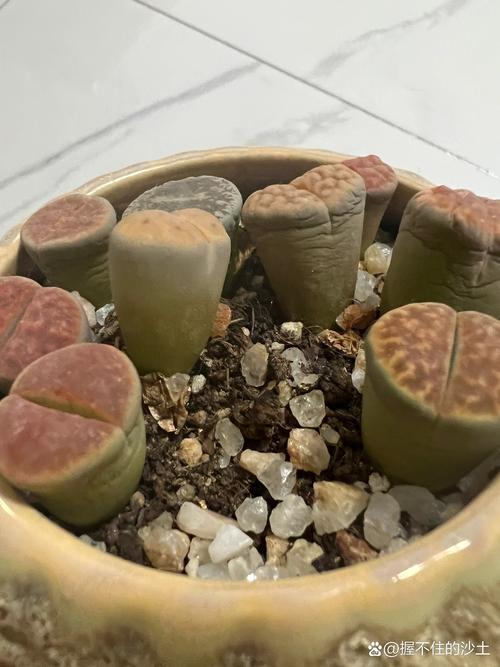 生石花多久浇一次水(生石花多久浇一次水比较好)-第7张图片-花花知道网 生石花多久浇一次水(生石花多久浇一次水比较好)-第7张图片-花花知道网