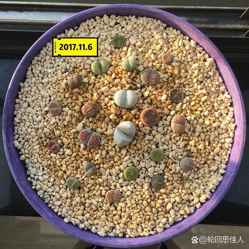 生石花多久浇一次水(生石花多久浇一次水比较好)-第8张图片-花花知道网 生石花多久浇一次水(生石花多久浇一次水比较好)-第8张图片-花花知道网