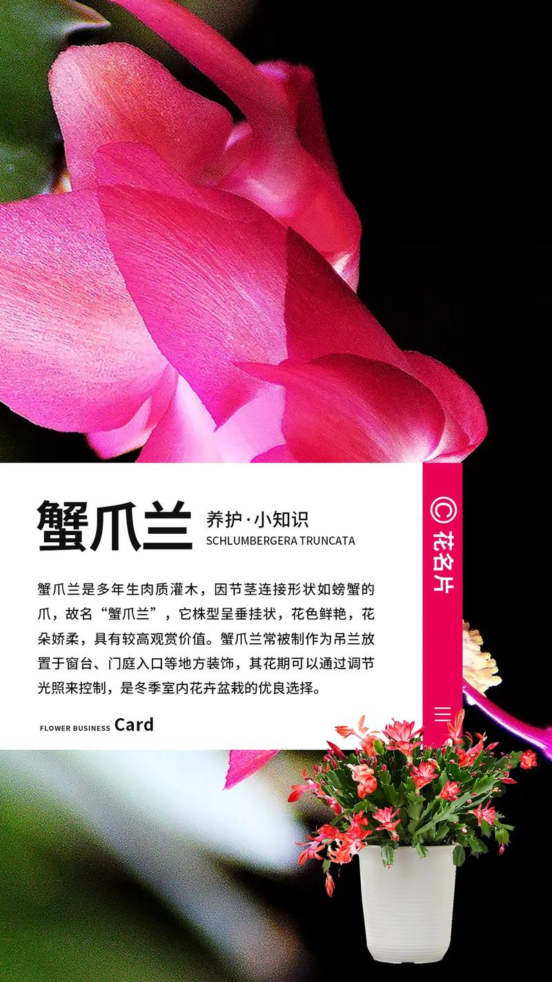 蟹爪兰秋天怎么养(蟹爪兰秋天怎么养才能开花)-第1张图片-花花知道网 蟹爪兰秋天怎么养(蟹爪兰秋天怎么养才能开花)-第1张图片-花花知道网