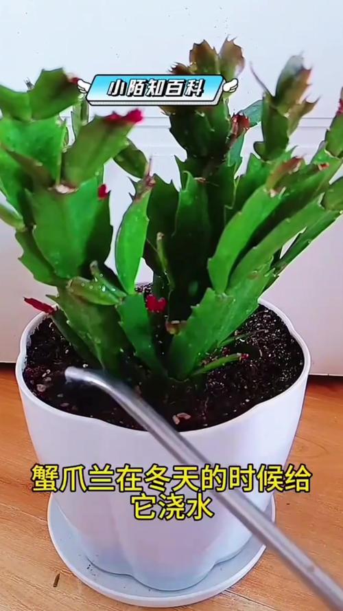 蟹爪兰秋天怎么养(蟹爪兰秋天怎么养才能开花)-第3张图片-花花知道网 蟹爪兰秋天怎么养(蟹爪兰秋天怎么养才能开花)-第3张图片-花花知道网