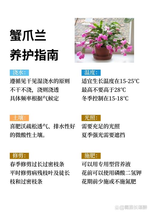 蟹爪兰秋天怎么养(蟹爪兰秋天怎么养才能开花)-第5张图片-花花知道网 蟹爪兰秋天怎么养(蟹爪兰秋天怎么养才能开花)-第5张图片-花花知道网