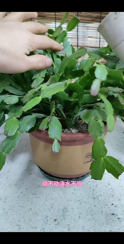 蟹爪兰秋天怎么养(蟹爪兰秋天怎么养才能开花)-第6张图片-花花知道网 蟹爪兰秋天怎么养(蟹爪兰秋天怎么养才能开花)-第6张图片-花花知道网