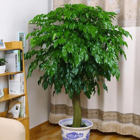 阳台种植什么植物好(阳台最旺宅的植物)-第5张图片-花花知道网 阳台种植什么植物好(阳台最旺宅的植物)-第5张图片-花花知道网