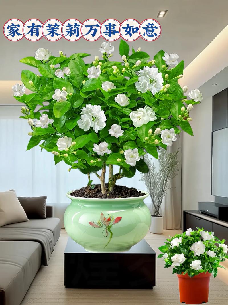 阳台种植什么植物好(阳台最旺宅的植物)-第6张图片-花花知道网 阳台种植什么植物好(阳台最旺宅的植物)-第6张图片-花花知道网