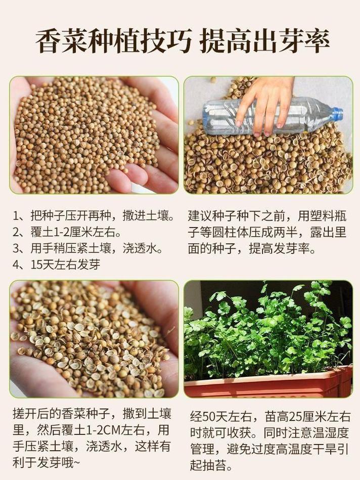 香菜怎么种植容易发芽(香菜几月份开始播种)-第3张图片-花花知道网 香菜怎么种植容易发芽(香菜几月份开始播种)-第3张图片-花花知道网