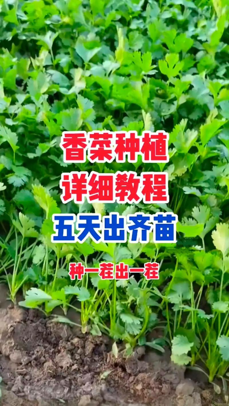 香菜怎么种植容易发芽(香菜几月份开始播种)-第4张图片-花花知道网 香菜怎么种植容易发芽(香菜几月份开始播种)-第4张图片-花花知道网