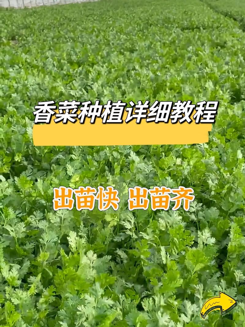 香菜怎么种植容易发芽(香菜几月份开始播种)-第5张图片-花花知道网 香菜怎么种植容易发芽(香菜几月份开始播种)-第5张图片-花花知道网