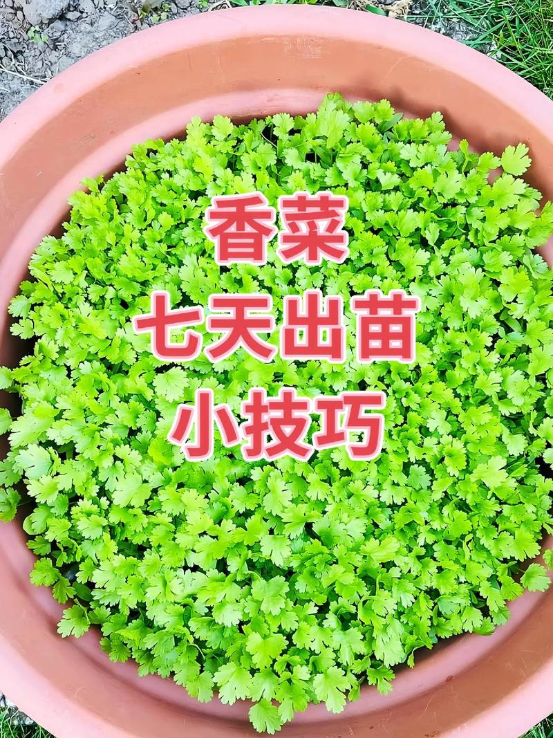 香菜怎么种植容易发芽(香菜几月份开始播种)-第6张图片-花花知道网 香菜怎么种植容易发芽(香菜几月份开始播种)-第6张图片-花花知道网