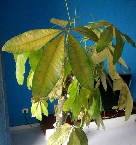 招财树掉叶子一碰就掉(招财树掉叶子一碰就掉怎么办)-第1张图片-花花知道网 招财树掉叶子一碰就掉(招财树掉叶子一碰就掉怎么办)-第1张图片-花花知道网