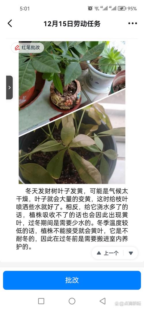 招财树掉叶子一碰就掉(招财树掉叶子一碰就掉怎么办)-第2张图片-花花知道网 招财树掉叶子一碰就掉(招财树掉叶子一碰就掉怎么办)-第2张图片-花花知道网