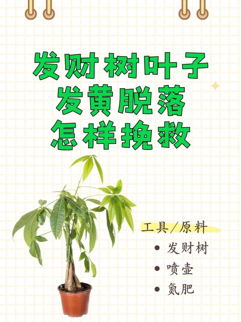 招财树掉叶子一碰就掉(招财树掉叶子一碰就掉怎么办)-第3张图片-花花知道网 招财树掉叶子一碰就掉(招财树掉叶子一碰就掉怎么办)-第3张图片-花花知道网