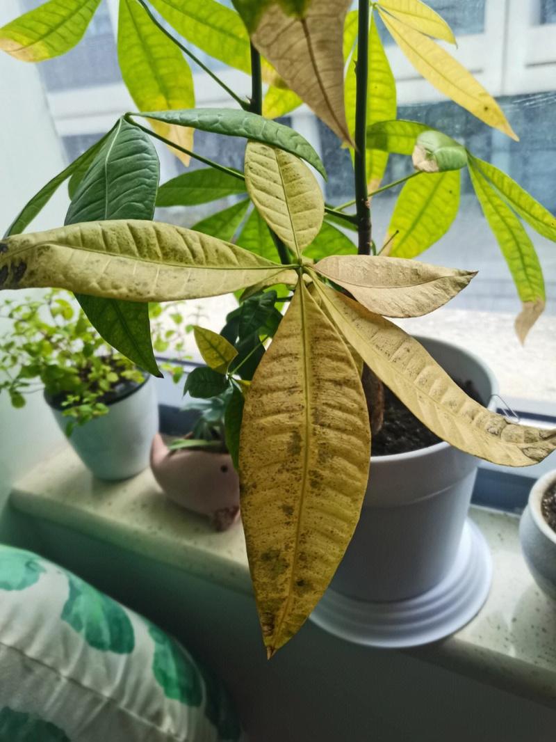 招财树掉叶子一碰就掉(招财树掉叶子一碰就掉怎么办)-第4张图片-花花知道网 招财树掉叶子一碰就掉(招财树掉叶子一碰就掉怎么办)-第4张图片-花花知道网